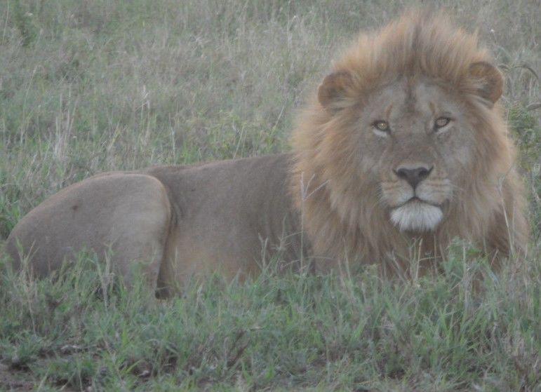 Photo of Christmas safari and orphanage visit 2/3 by Congema Tours and Safaris