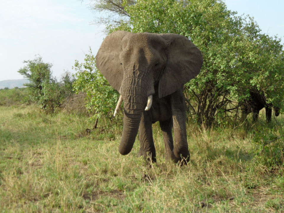 Photo of Christmas safari and orphanage visit 3/3 by Congema Tours and Safaris