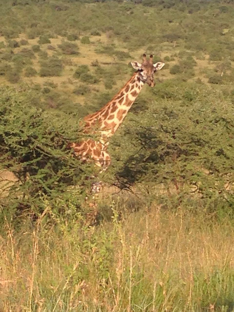Photo of Lake Manyara National Park, Babati, Manyara, Tanzania by Congema Tours and Safaris