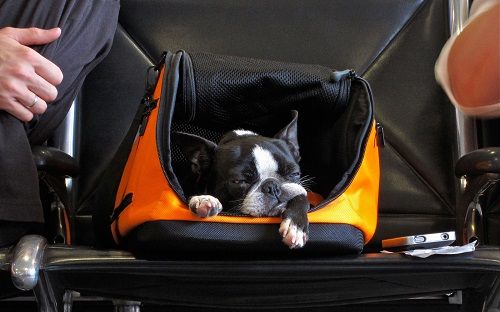 Photo of Flights for Dogs: Prepping Fido for Flying the Friendly Skies by Sajmon P