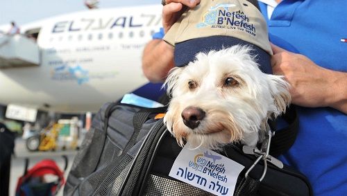 Photo of Flights for Dogs: Prepping Fido for Flying the Friendly Skies by Sajmon P