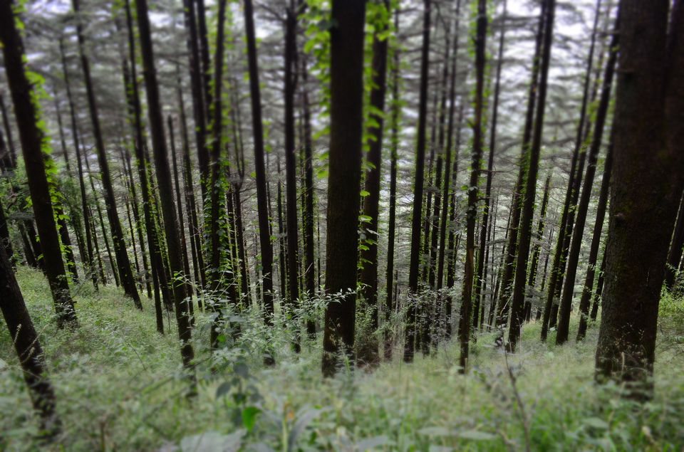 Photo of Water Catchment Sanctuary, Shimla, Himachal Pradesh, India by Pooja Chatterjee