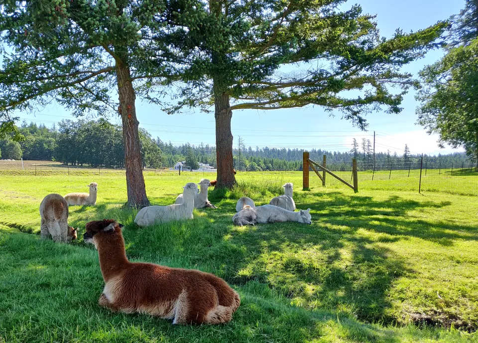 Photo of Lakedale, WA, USA by Pooja Chatterjee
