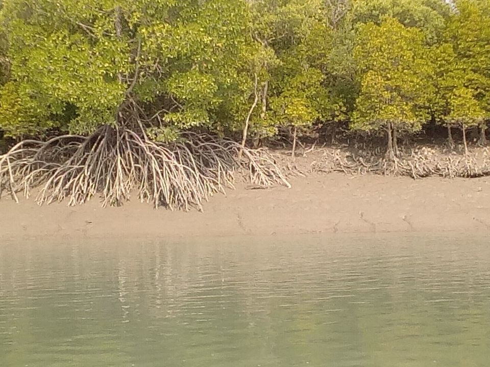 Photo of Man-Eaters of Sundarbans 7/13 by Brototi Roy