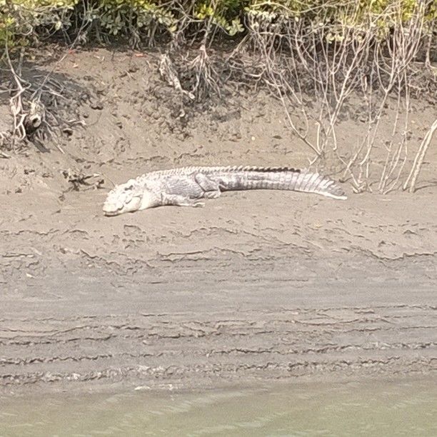 Photo of Man-Eaters of Sundarbans 8/13 by Brototi Roy