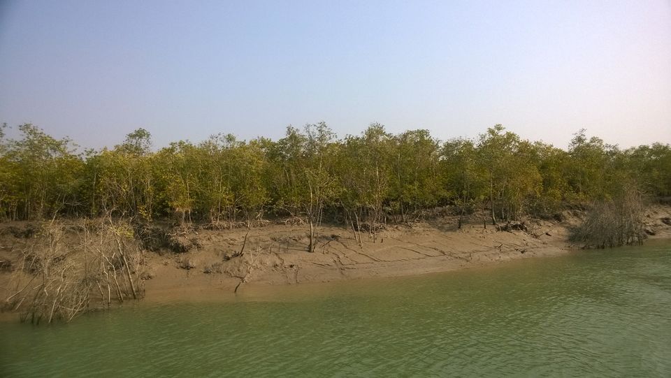 Photo of Man-Eaters of Sundarbans 3/13 by Brototi Roy