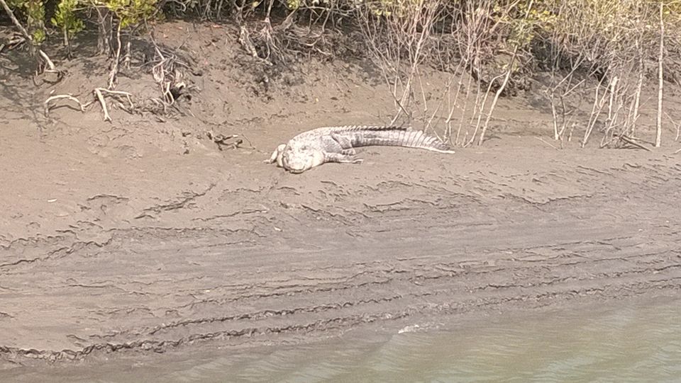 Photo of Man-Eaters of Sundarbans 11/13 by Brototi Roy