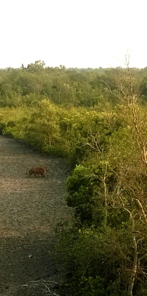 Photo of Man-Eaters of Sundarbans 13/13 by Brototi Roy