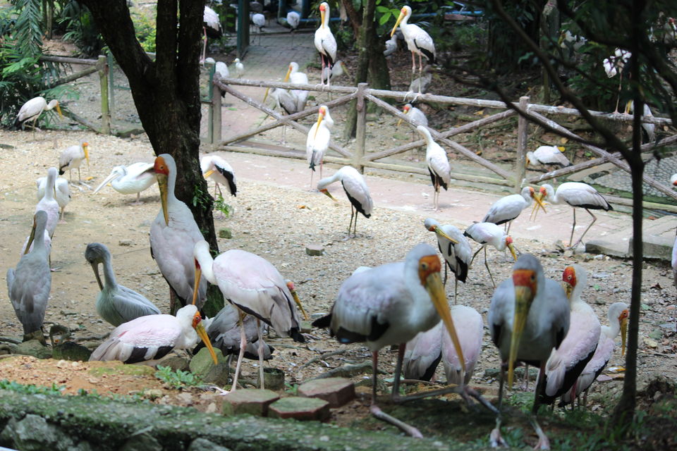 Photo of Kuala Lumpur Bird Park Jalan Cenderawasih Kuala Lumpur Malaysia by Neesha Shaik
