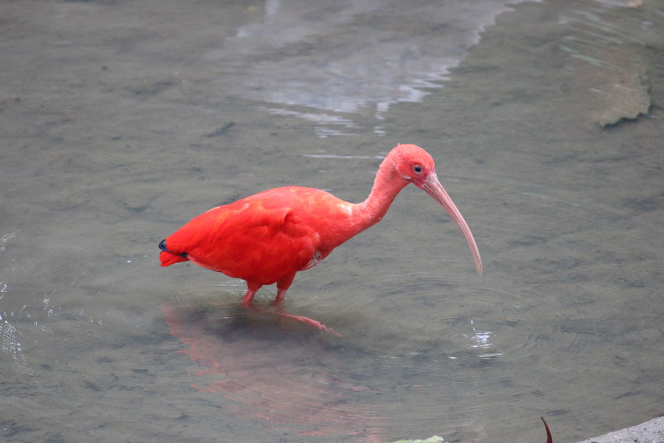 Photo of Kuala Lumpur Bird Park Jalan Cenderawasih Kuala Lumpur Malaysia by Neesha Shaik