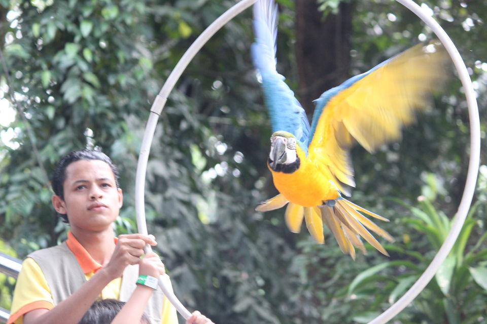 Photo of Kuala Lumpur Bird Park Jalan Cenderawasih Kuala Lumpur Malaysia by Neesha Shaik
