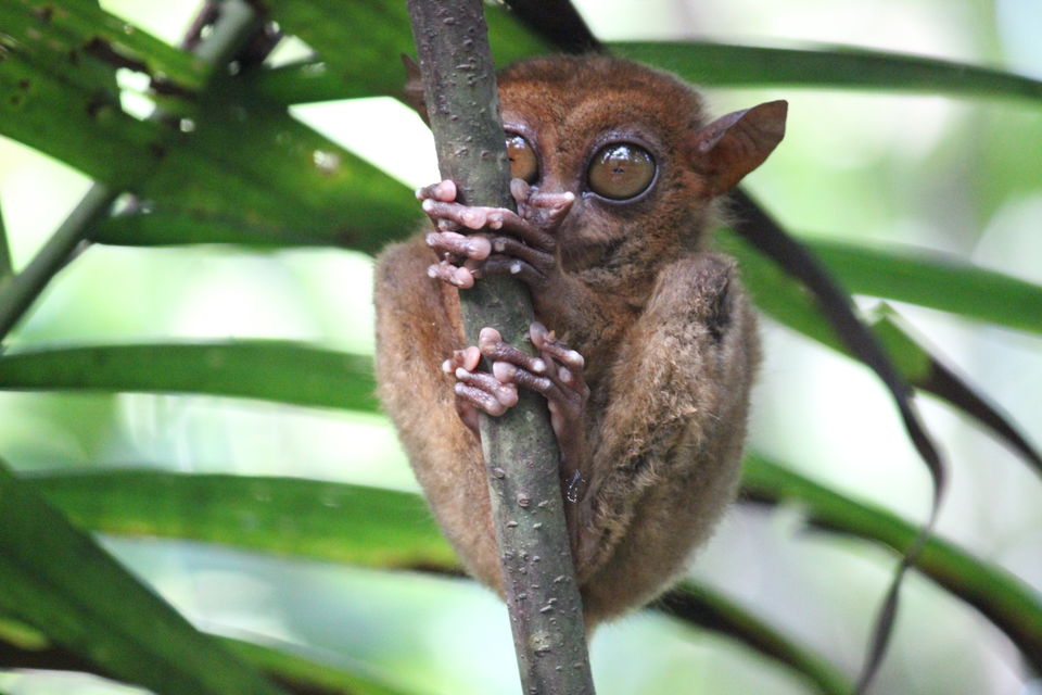 Photo of Philippine Tarsier Sanctuary, Tarsier Sunctuary Road, Corella, Bohol, Philippines by Neesha Shaik