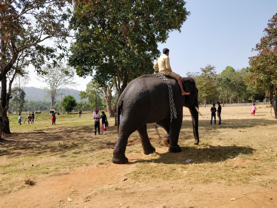Photo of Sakrebyle Elephant Camp, Sakrebyle, Karnataka, India by Bhargav Mg