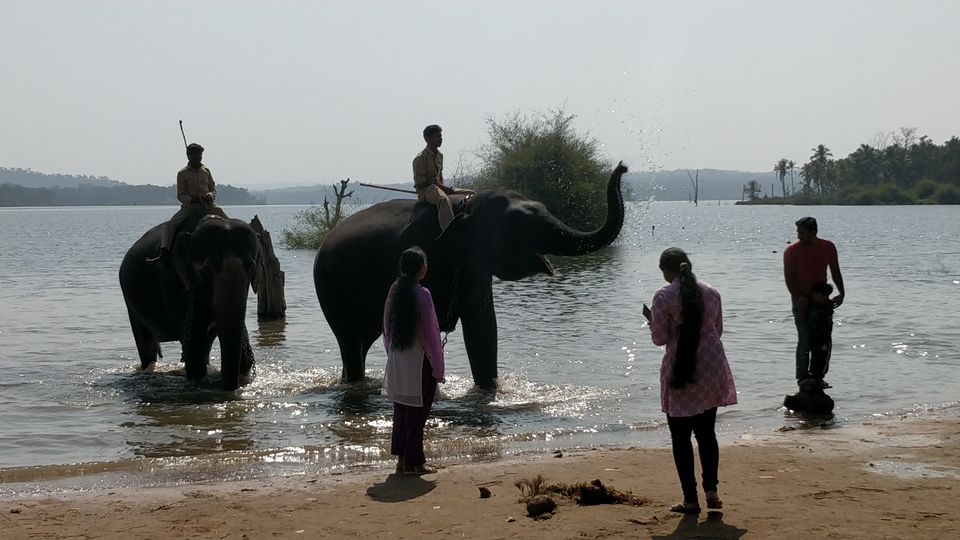 Photo of Sakrebyle Elephant Camp, Sakrebyle, Karnataka, India by Bhargav Mg