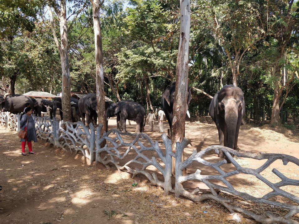 Photo of Sakrebyle Elephant Camp, Sakrebyle, Karnataka, India by Bhargav Mg