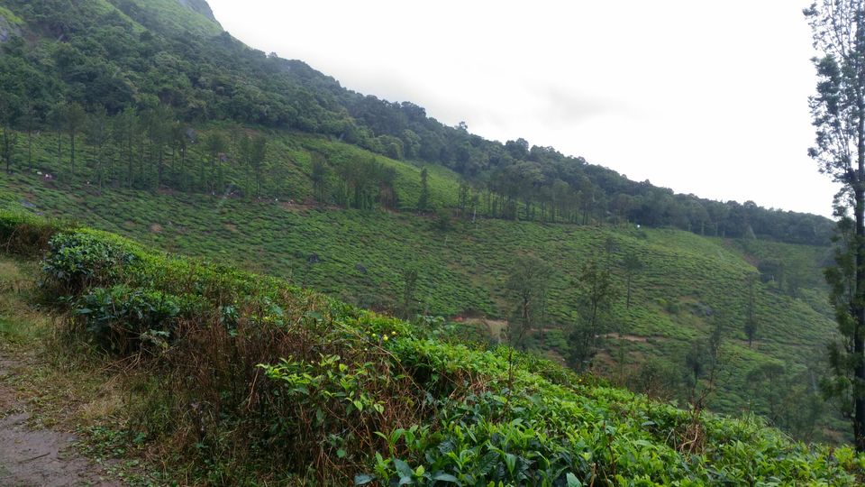 Photo of Why Wayanad is called a Green Paradise: Let's explore it from here! by Bedanta Hazarika