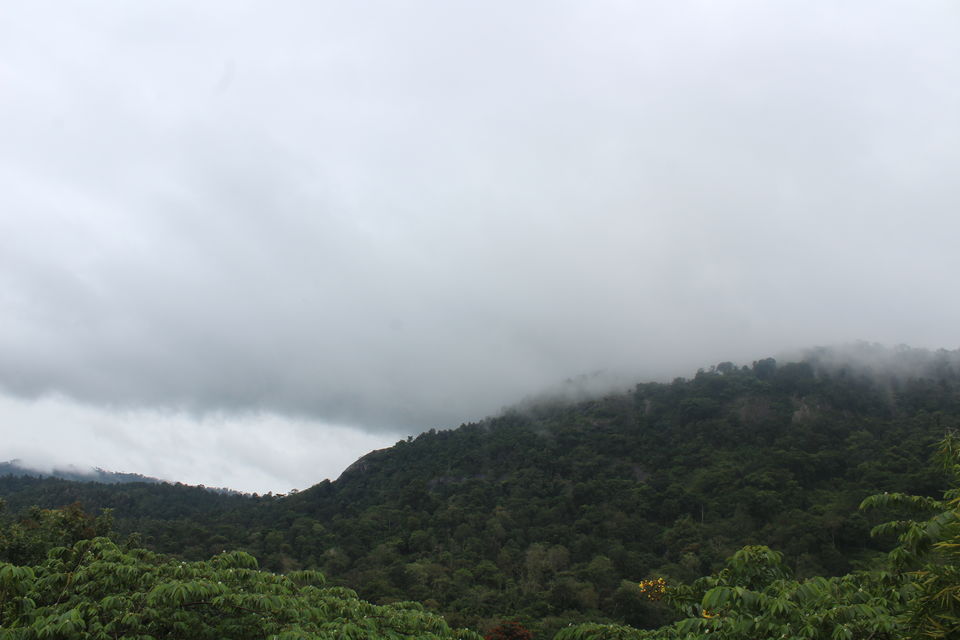 Photo of Why Wayanad is called a Green Paradise: Let's explore it from here! 1/1 by Bedanta
