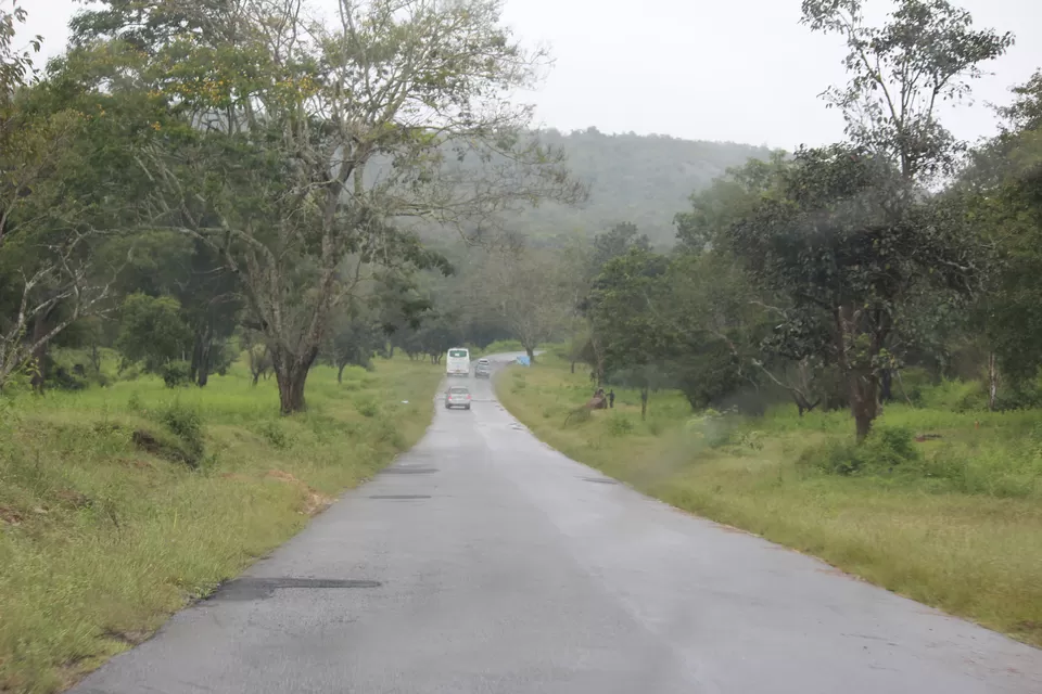 Photo of Bandipur National Park, Bandipur, Karnataka, India by Bedanta