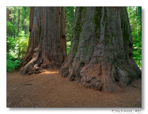 Photo of Calaveras Big Trees State Park, California 4, Arnold, CA, United States by Michele Bigley