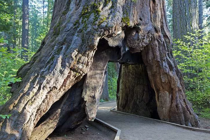 Photo of Calaveras Big Trees State Park, California 4, Arnold, CA, United States by Michele Bigley