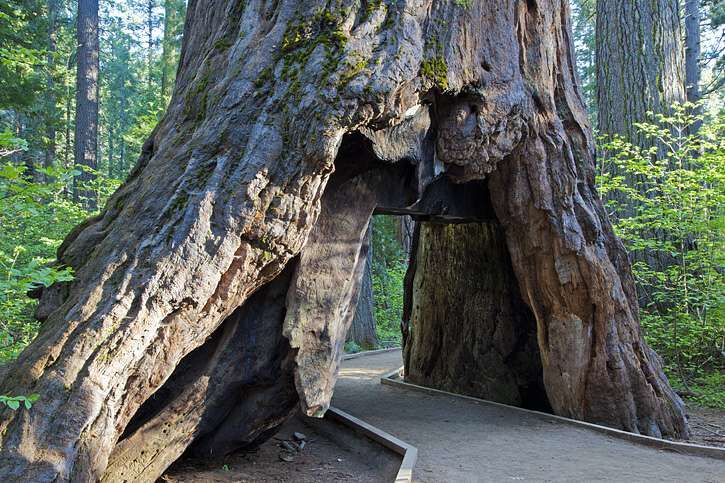 Photo of Weekend at Murphy's: Northern California. 2/6 by Michele Bigley