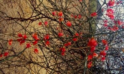 Photo of EYE CATCHING FLORA OF THAR DESERT,RAJASTHAN 1/10 by rakesh giri goswami