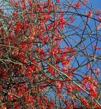 Photo of EYE CATCHING FLORA OF THAR DESERT,RAJASTHAN 2/10 by rakesh giri goswami