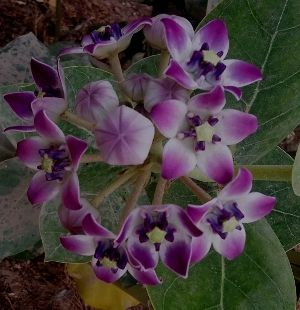 Photo of EYE CATCHING FLORA OF THAR DESERT,RAJASTHAN 3/10 by rakesh giri goswami