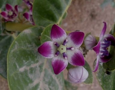 Photo of EYE CATCHING FLORA OF THAR DESERT,RAJASTHAN 4/10 by rakesh giri goswami