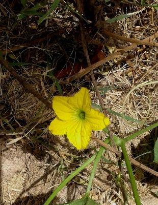 Photo of EYE CATCHING FLORA OF THAR DESERT,RAJASTHAN 6/10 by rakesh giri goswami