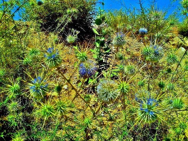 Photo of EYE CATCHING FLORA OF THAR DESERT,RAJASTHAN 7/10 by rakesh giri goswami
