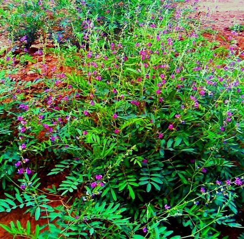 Photo of EYE CATCHING FLORA OF THAR DESERT,RAJASTHAN 9/10 by rakesh giri goswami
