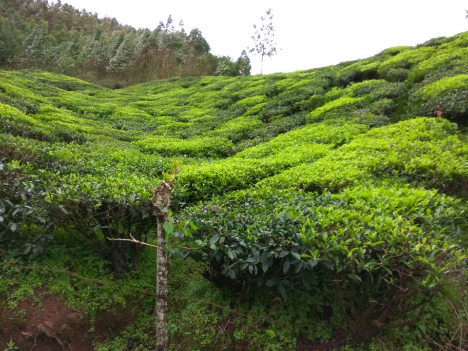 Photo of Idukki by Kirti Kumar Maheshwari