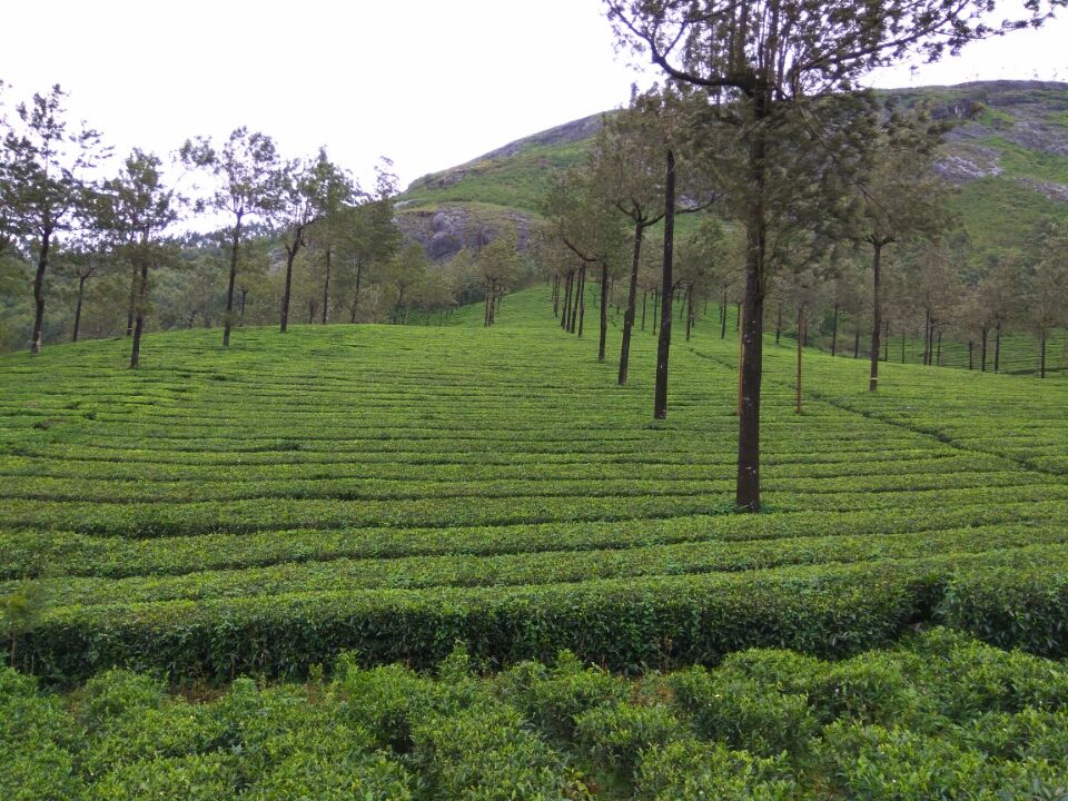 Photo of Idukki by Kirti Kumar Maheshwari