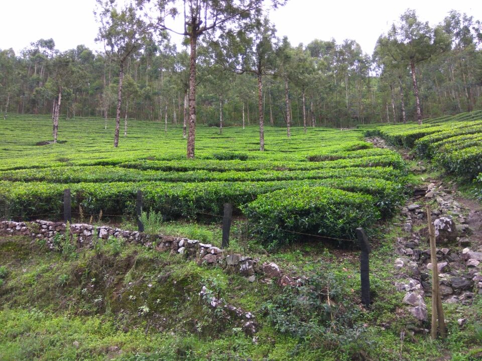 Photo of Idukki by Kirti Kumar Maheshwari