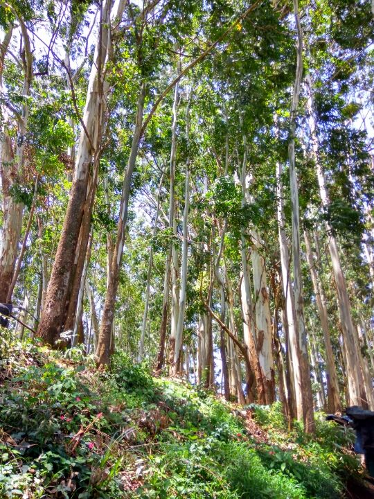 Photo of Idukki by Kirti Kumar Maheshwari