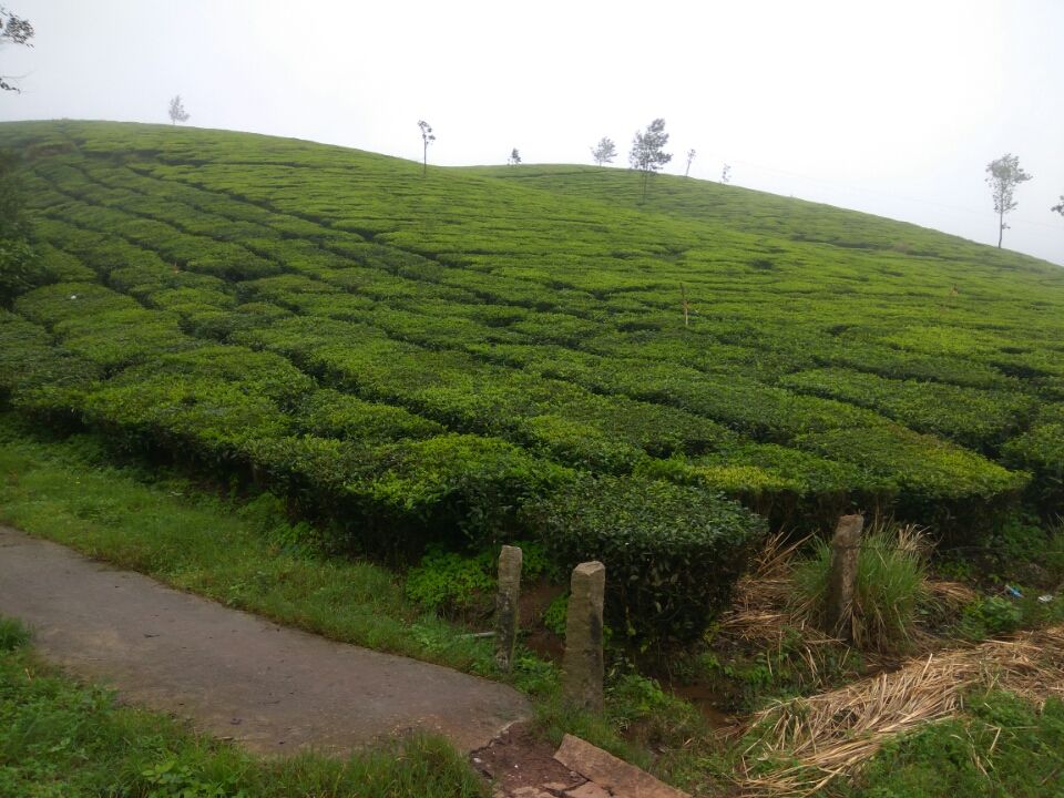 Photo of Idukki by Kirti Kumar Maheshwari