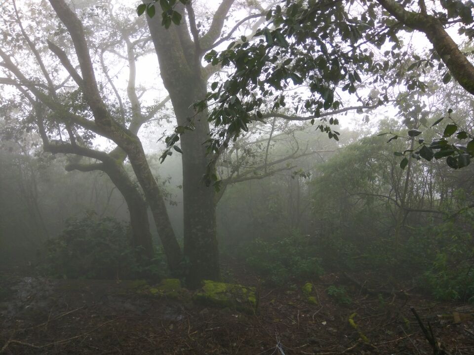 Photo of Idukki by Kirti Kumar Maheshwari