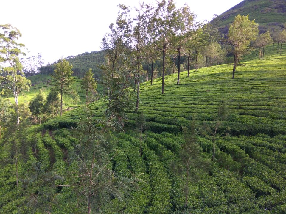 Photo of Idukki by Kirti Kumar Maheshwari