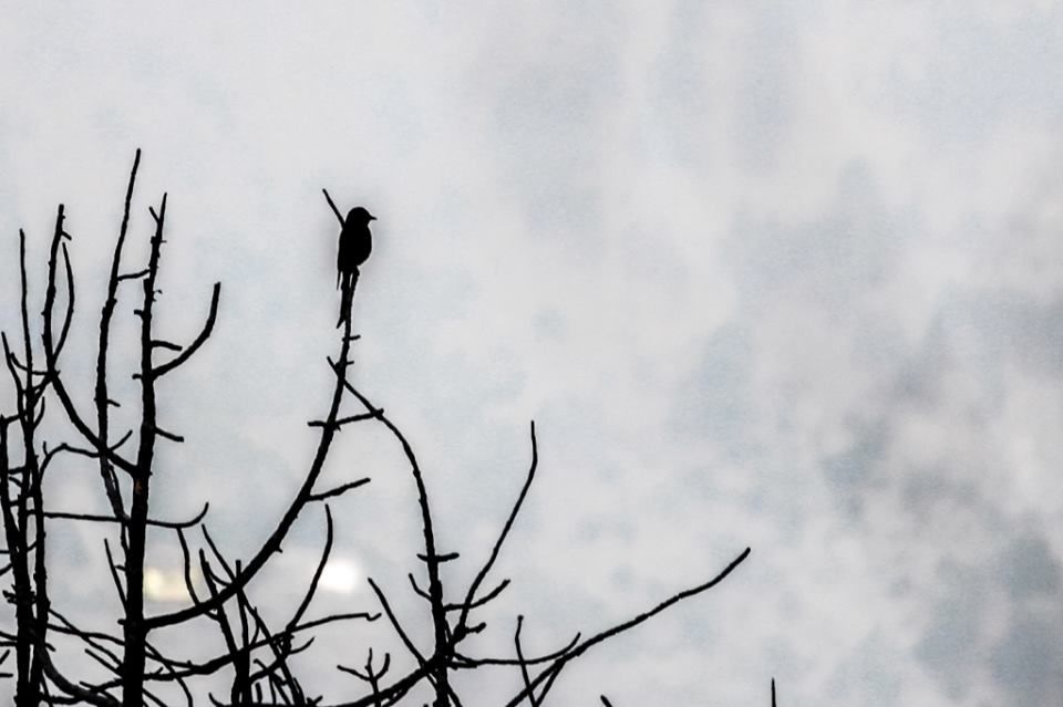Photo of Kasauli- Explore the unfathomed gem in just 1 day 14/26 by Nancy Johri