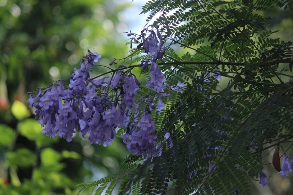 Photo of Kasauli- Explore the unfathomed gem in just 1 day 17/26 by Nancy Johri