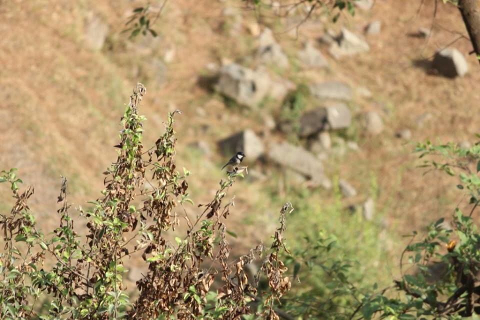 Photo of Kasauli- Explore the unfathomed gem in just 1 day 11/26 by Nancy Johri