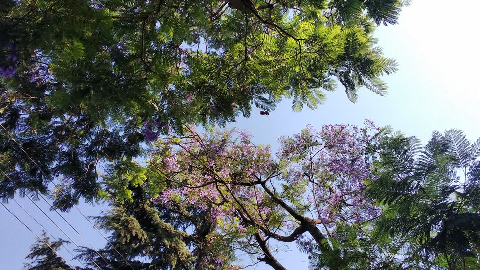 Photo of Kasauli- Explore the unfathomed gem in just 1 day 24/26 by Nancy Johri