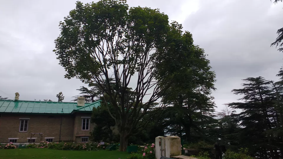 Photo of Chail: A tryst with nature by Nancy Johri