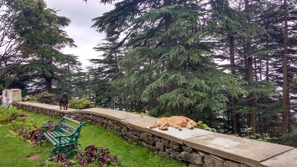 Photo of Chail: A tryst with nature by Nancy Johri