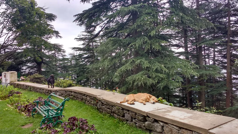 Photo of Chail: A tryst with nature by Nancy Johri
