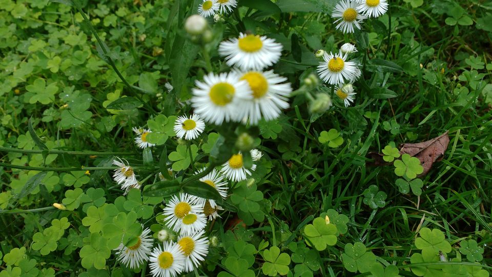 Photo of Chail: A tryst with nature by Nancy Johri