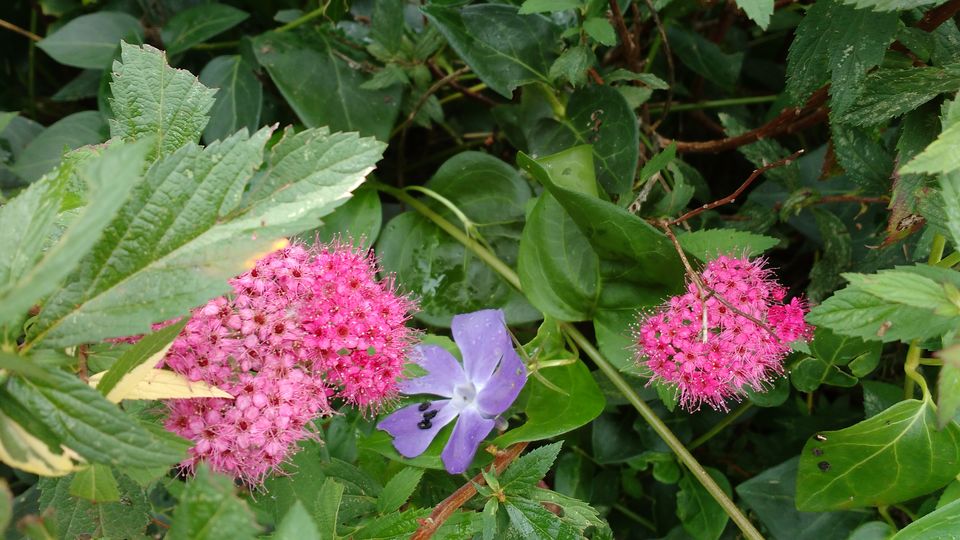 Photo of Chail: A tryst with nature by Nancy Johri