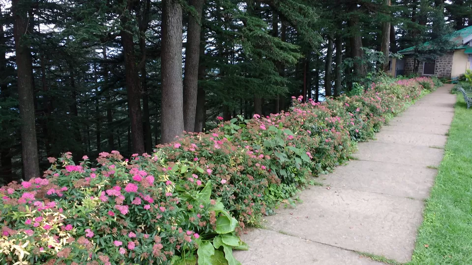 Photo of Chail: A tryst with nature by Nancy Johri