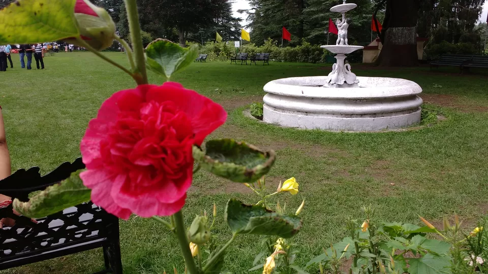 Photo of Chail: A tryst with nature by Nancy Johri